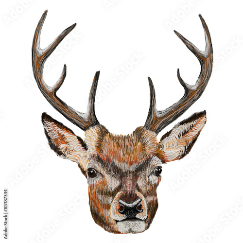 Whitetail Deer Head. Raster Illustration of a Whitetail Deer Head