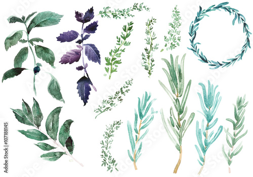  Spices for cooking. Rosemary branches in classic watercolor style on white background. Rosemaries branches, basil leaves, thyme circle, laurus illustration. photo