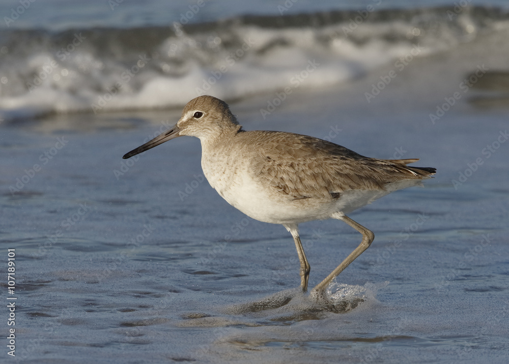 Willet Wading in Surf on a Florida Beach Willet Wading in Surf on a Florida Beach