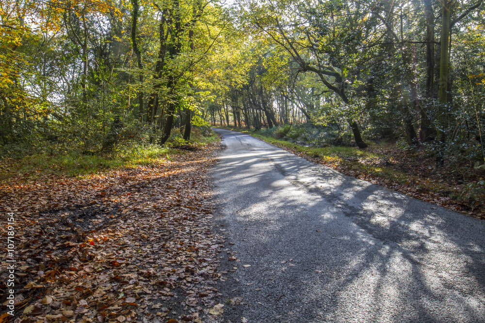 country lane running through autumn leaves in woods country lane running through autumn leaves in woods