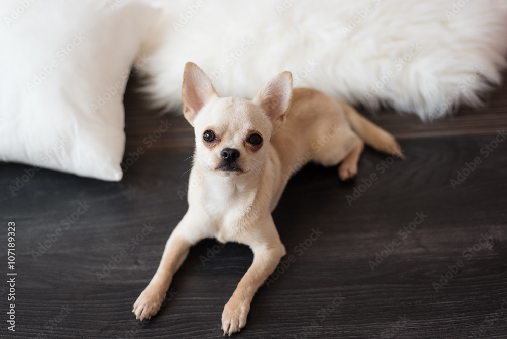 White chihuahua dog lying on a wooden floor, at home White chihuahua dog lying on a wooden floor, at home