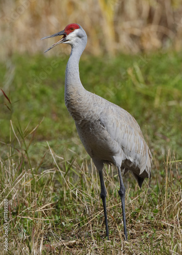 Sandhill Crane Calling on its Territory - Florida