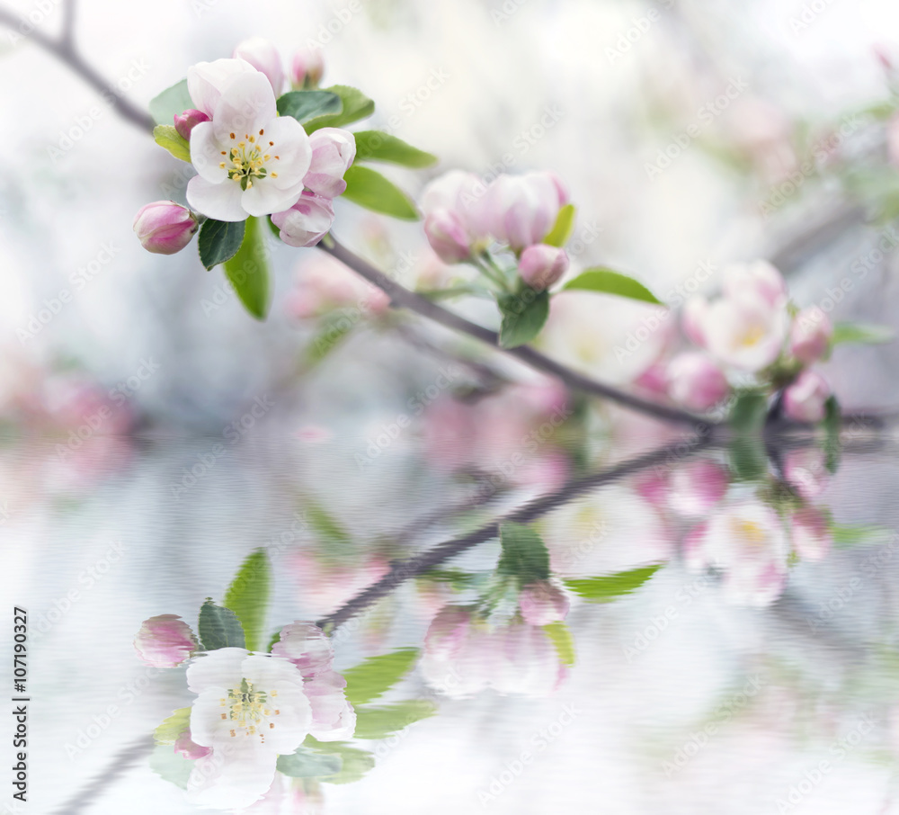 branch of apple blossoms colorful spring soft background