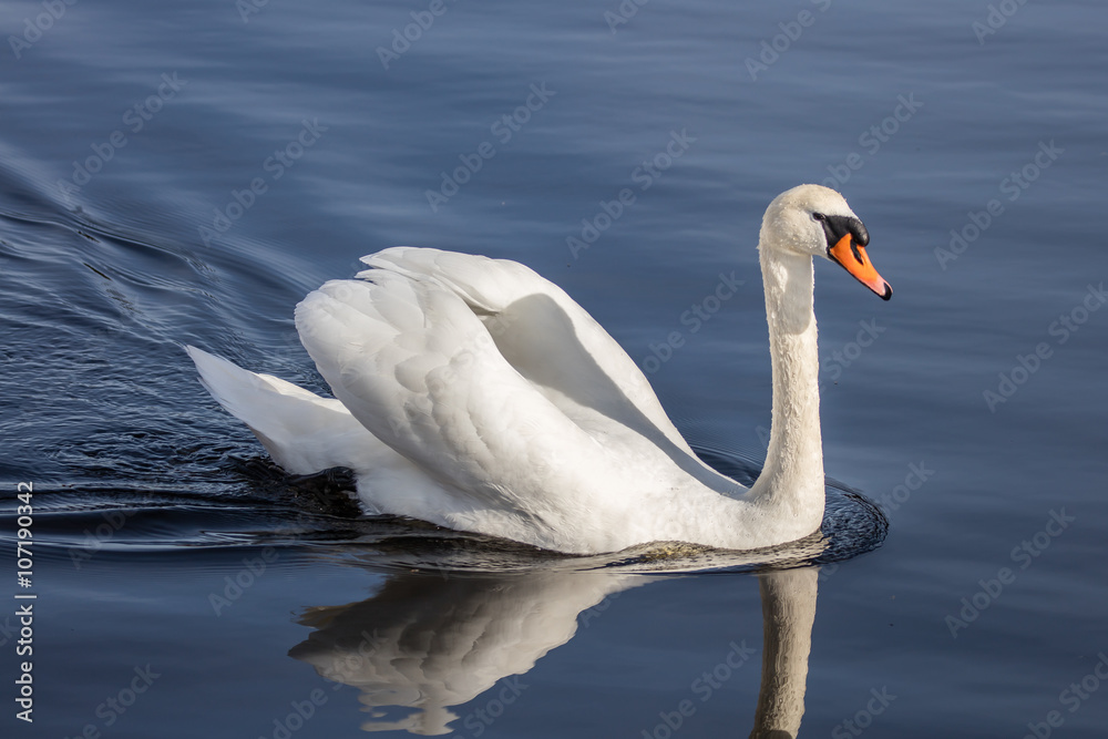 Fototapeta premium schwäne