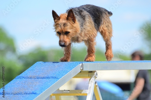 Obraz na płótnie Australian Terrier at a Dog Agility Trial