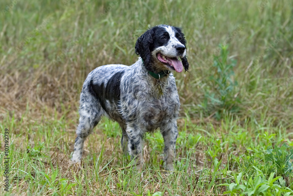 English Springer Spaniel pointing in tall grass.