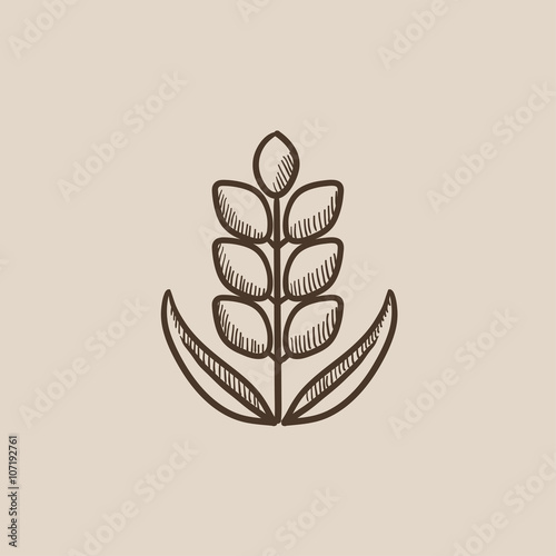 Wheat sketch icon.