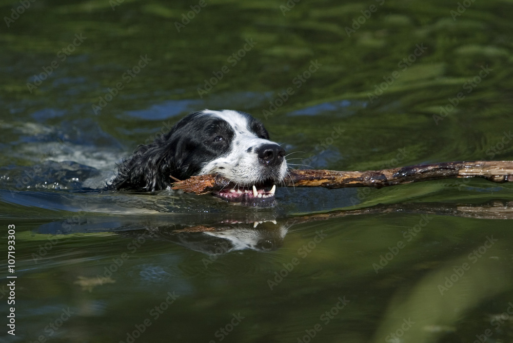 English Springer Spaniel swimming and fetching. English Springer Spaniel swimming and fetching.
