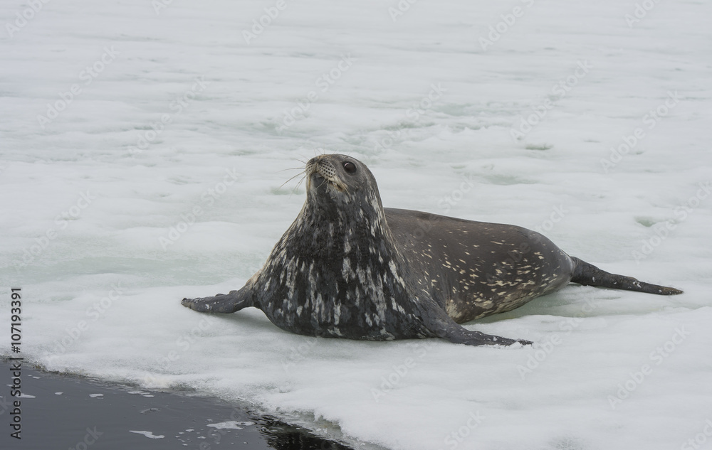 Fototapeta premium Weddell Seal laying on the ice