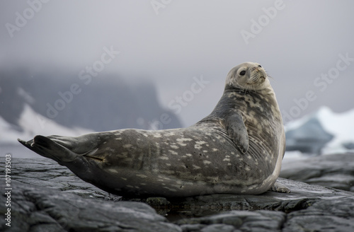 Weddell Seal laying on the rock photo
