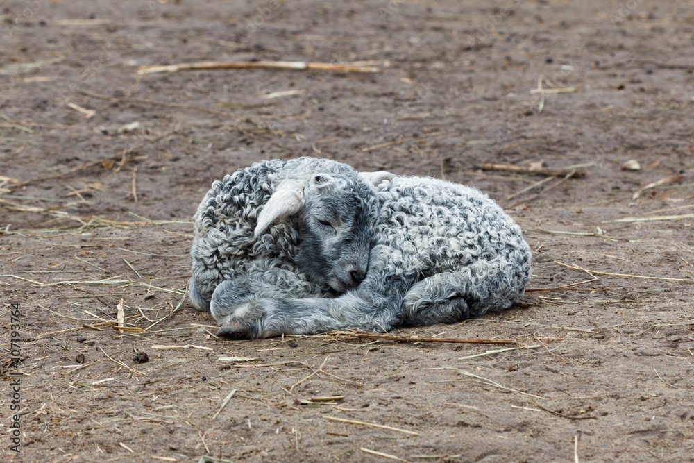 Fototapeta premium Little lamb sleeping young