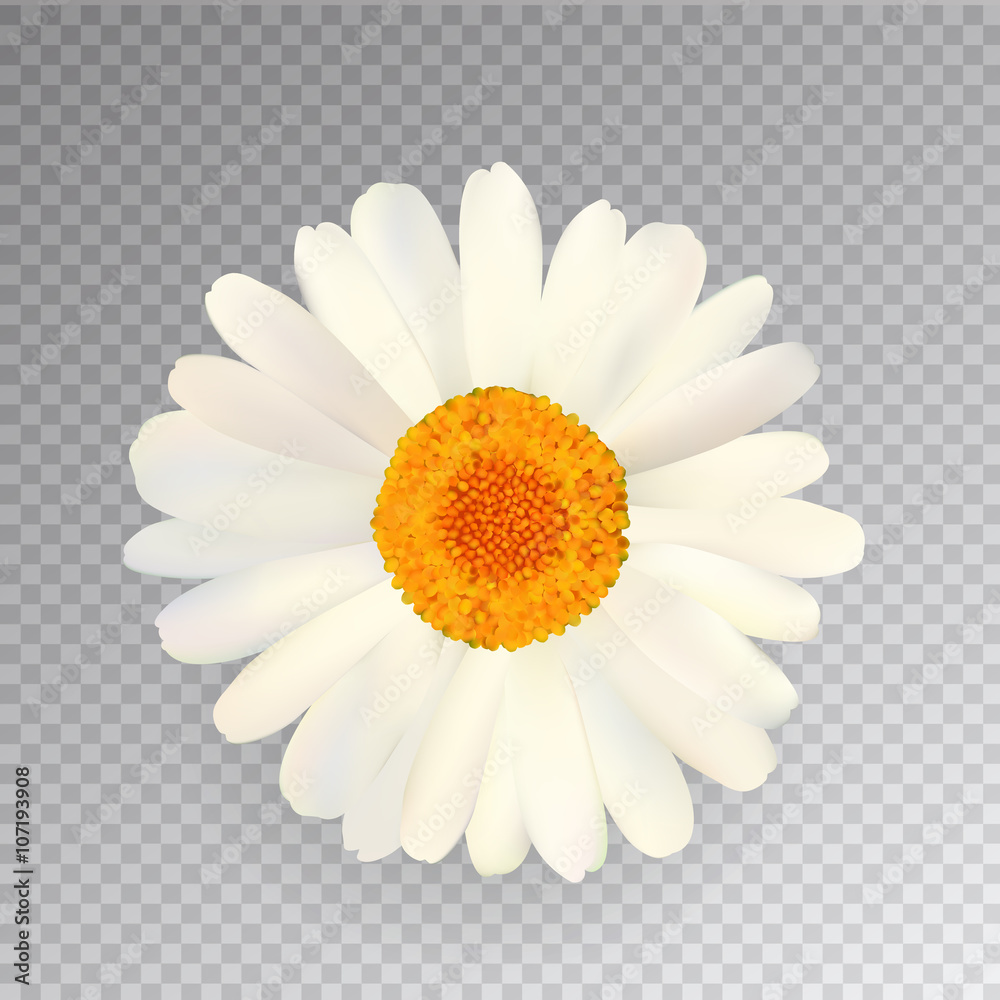 Fototapeta premium Realistic Vector Chamomile Icon. Transparent Background