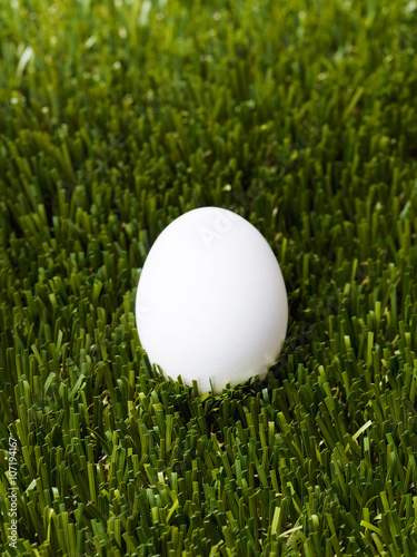 white egg standing on the green grass