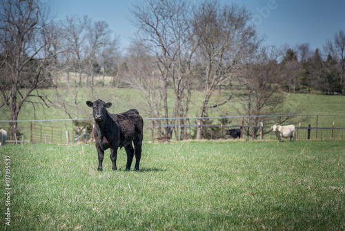 Fotografi Young black angus steer