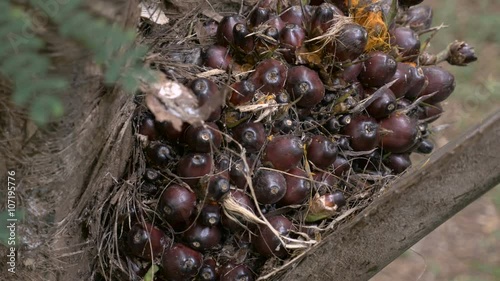 Hand held shot of palm berries for palm oil on a palm tree photo