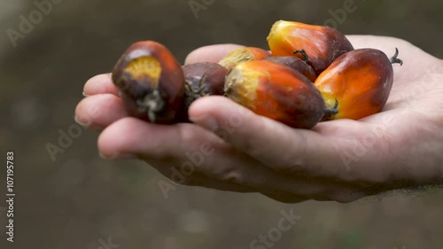 Hand held of a hand holding ripe palm berries used to make palm oil in 4k photo
