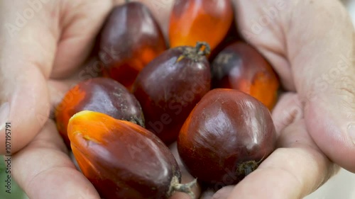 Palm berries used to make palm oil held in a man's open hand push-in 4k photo