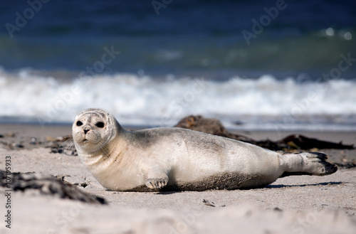 Seal baby lying on the beach