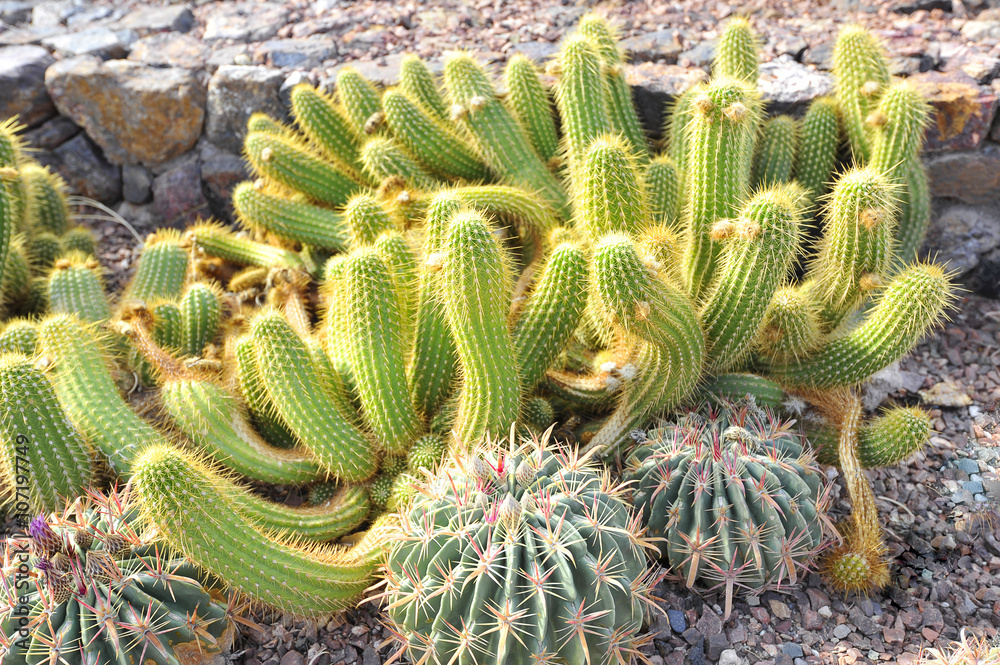 Cactus Cactus