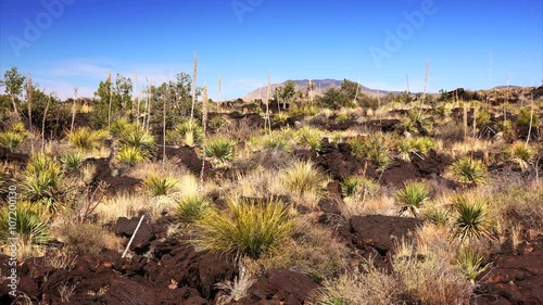 Lush lava landscape at Valley of Fires Recreation Area in New Mexico photo