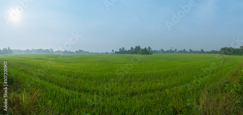 Panorama of the paddy rice field under the sun
