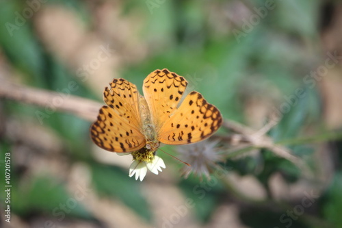 Butterfly on flower photo