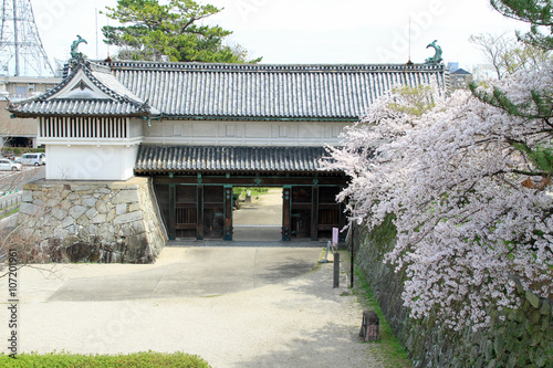 桜の佐賀城鯱の門 photo