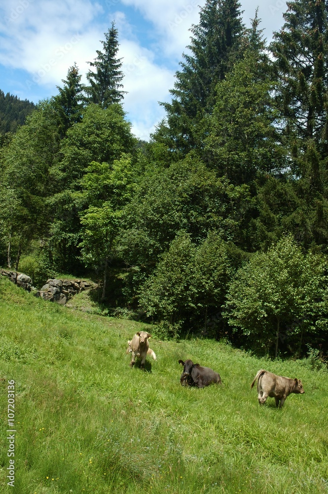 cow, bull, farm cow, bull, farm