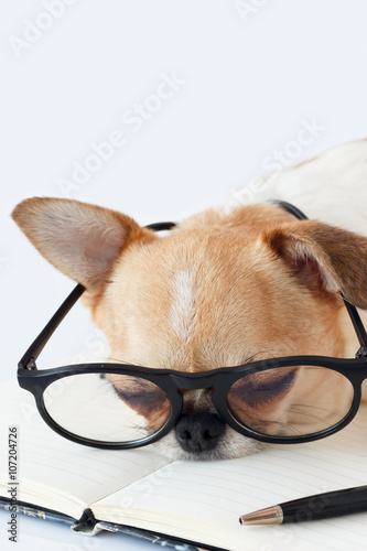 Chihuahua Officer dog © Thisislove