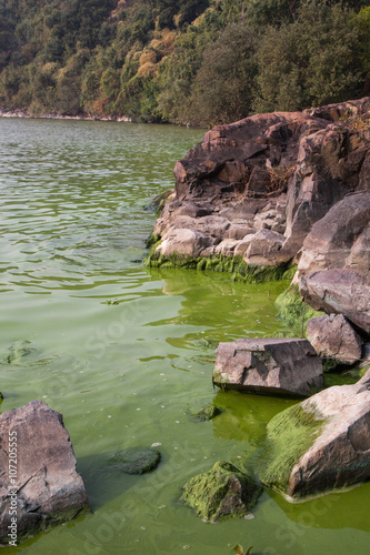 Cyanobacteria in Taihu lake