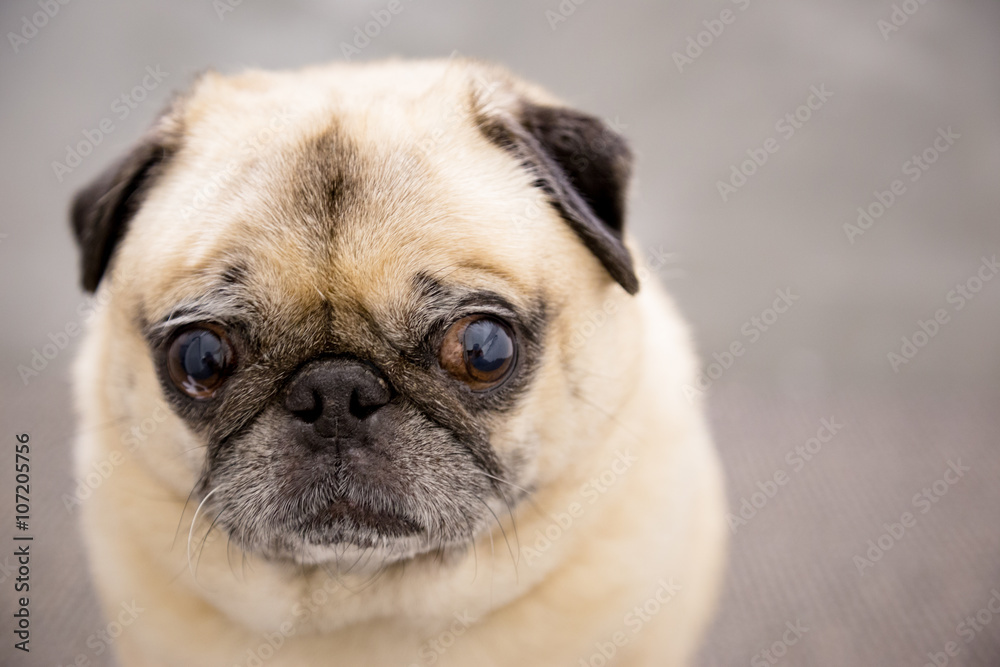 Cute pug portrait on a gray background Cute pug portrait on a gray background