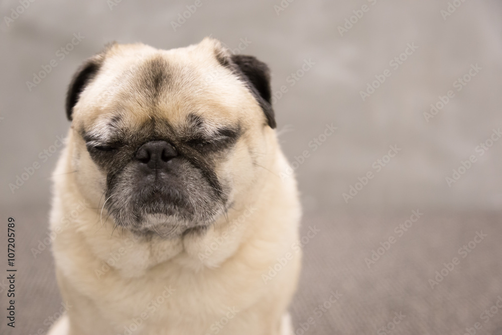 Cute pug portrait on a gray background