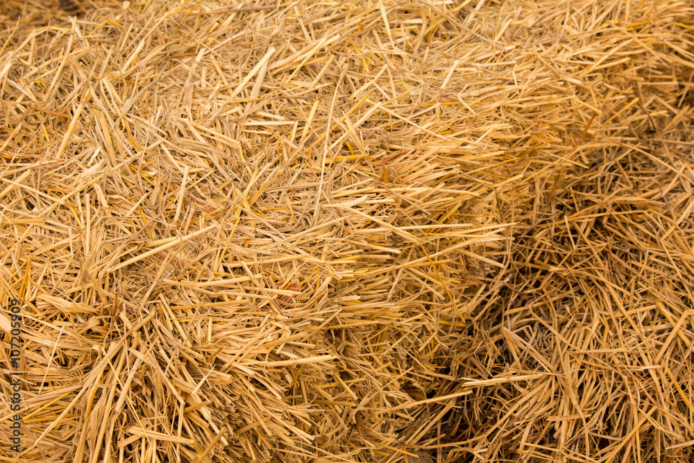 Piles of straw, detail of piled straw for animal feed Piles of straw, detail of piled straw for animal feed