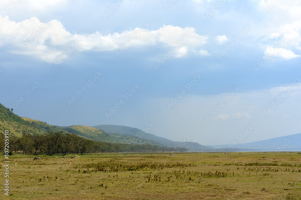 Savannah landscape in the National park of Kenya