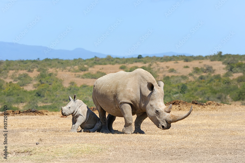 African white rhino
