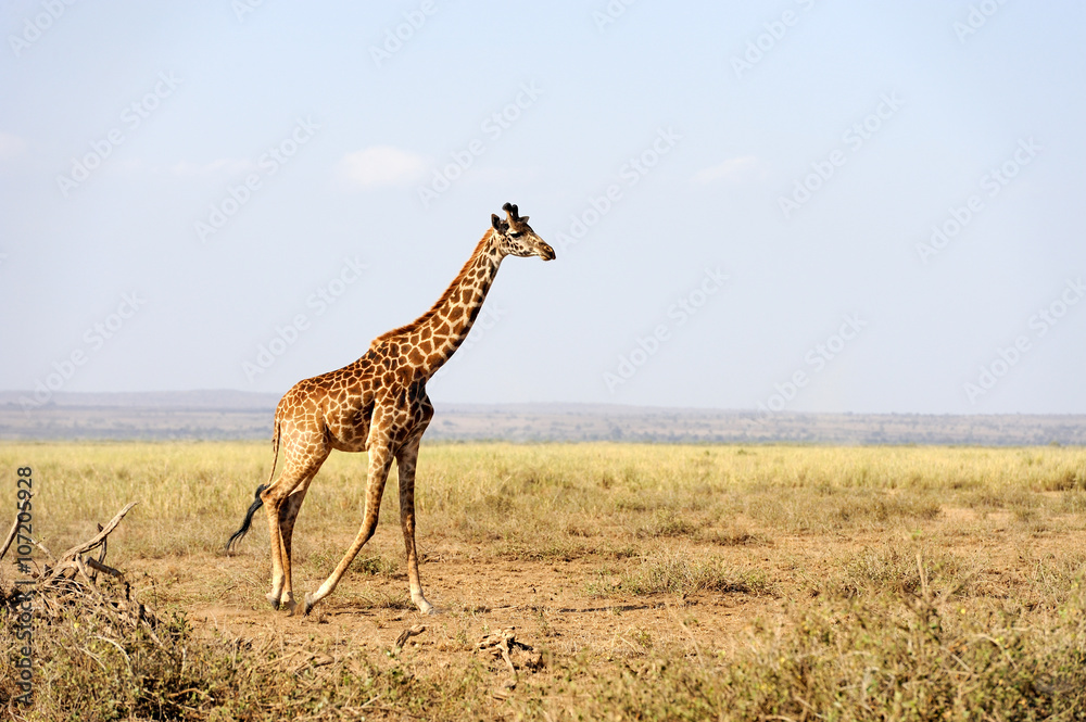Fototapeta premium Giraffe in National park of Kenya
