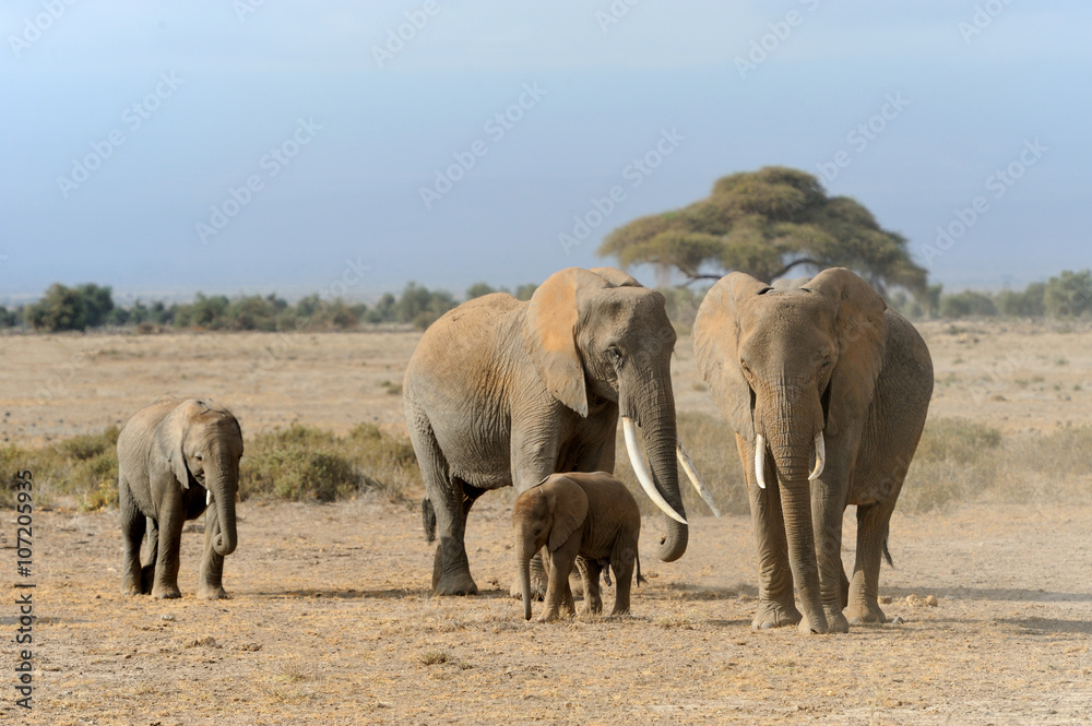 Obraz premium Elephant in National park of Kenya
