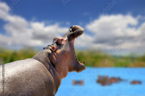 Canvastavla Hippo on lake in Africa
