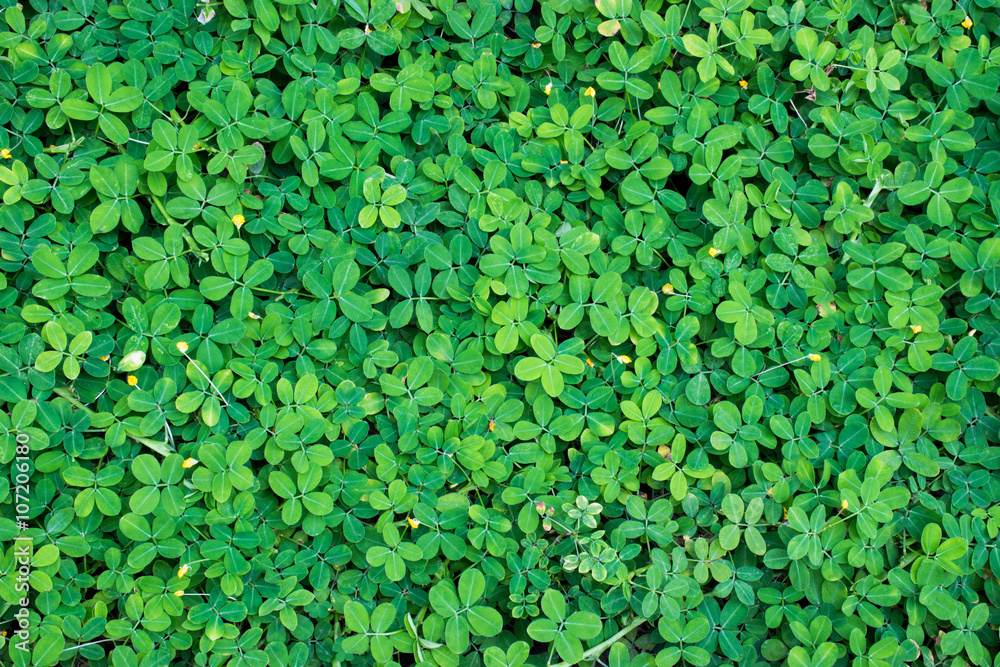 Green grass texture Green grass texture