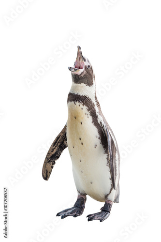 Penquins on isolated background.