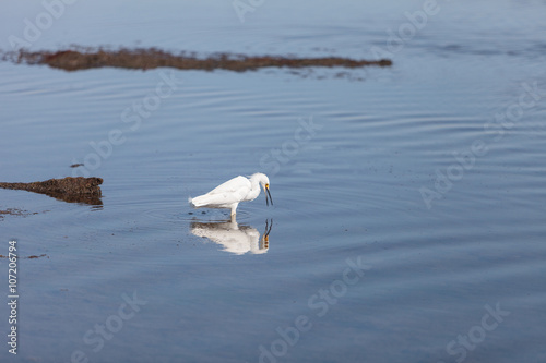 Snowy Egret, Egretta thula, bird forages in a marsh in Huntington Beach, Southern California, United States photo