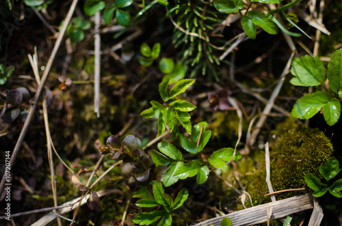 Young plant growing in the forest