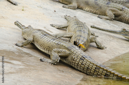 crocodile are semiaquatic and tend to congregate in freshwater h