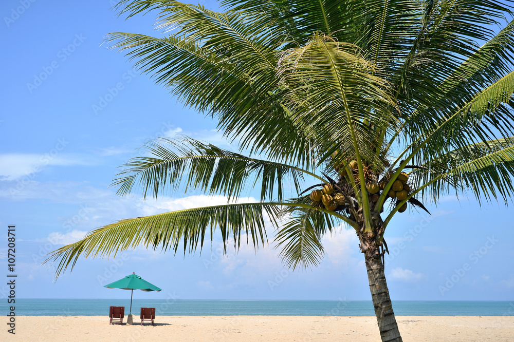 Obraz premium Coconut tree
