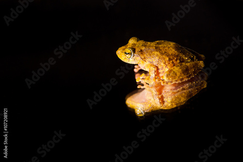 Pseudophilautus - Shrub frog