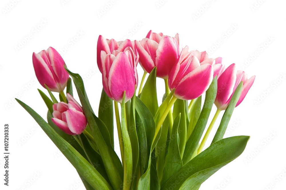 Pink tulips isolated on a white background Pink tulips isolated on a white background