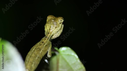 Oriental garden lizard Calotes versicolor nights close up
 photo