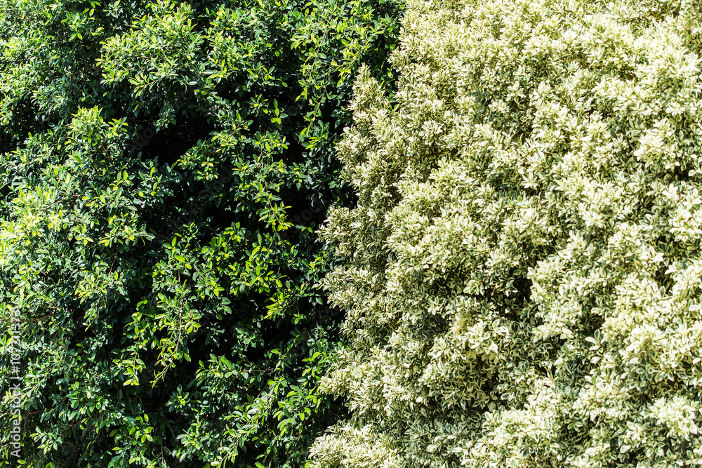 Big ficus shrubs. Big ficus shrubs.