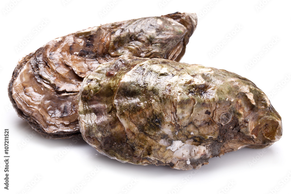 Raw oyster on a whte background.