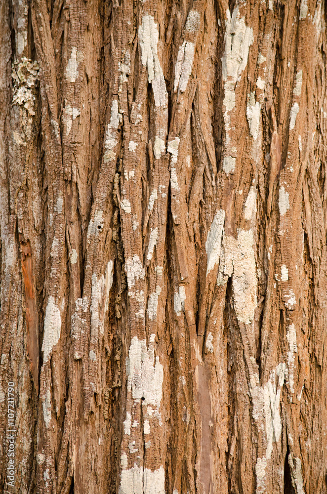 Obraz premium woodbackground